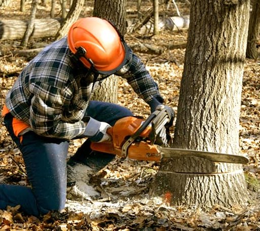 Tree Removal in Grant, MI